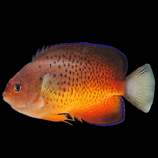 Centropyge ferrugata - Rusty Angelfish