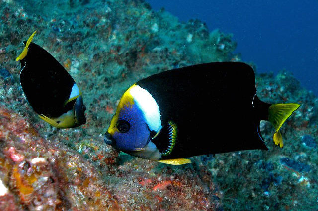 Personifer Angelfish (Chaetodontoplus meredithi)