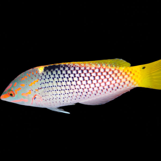Checkerboard wrasse (halichoeres hortulanus )