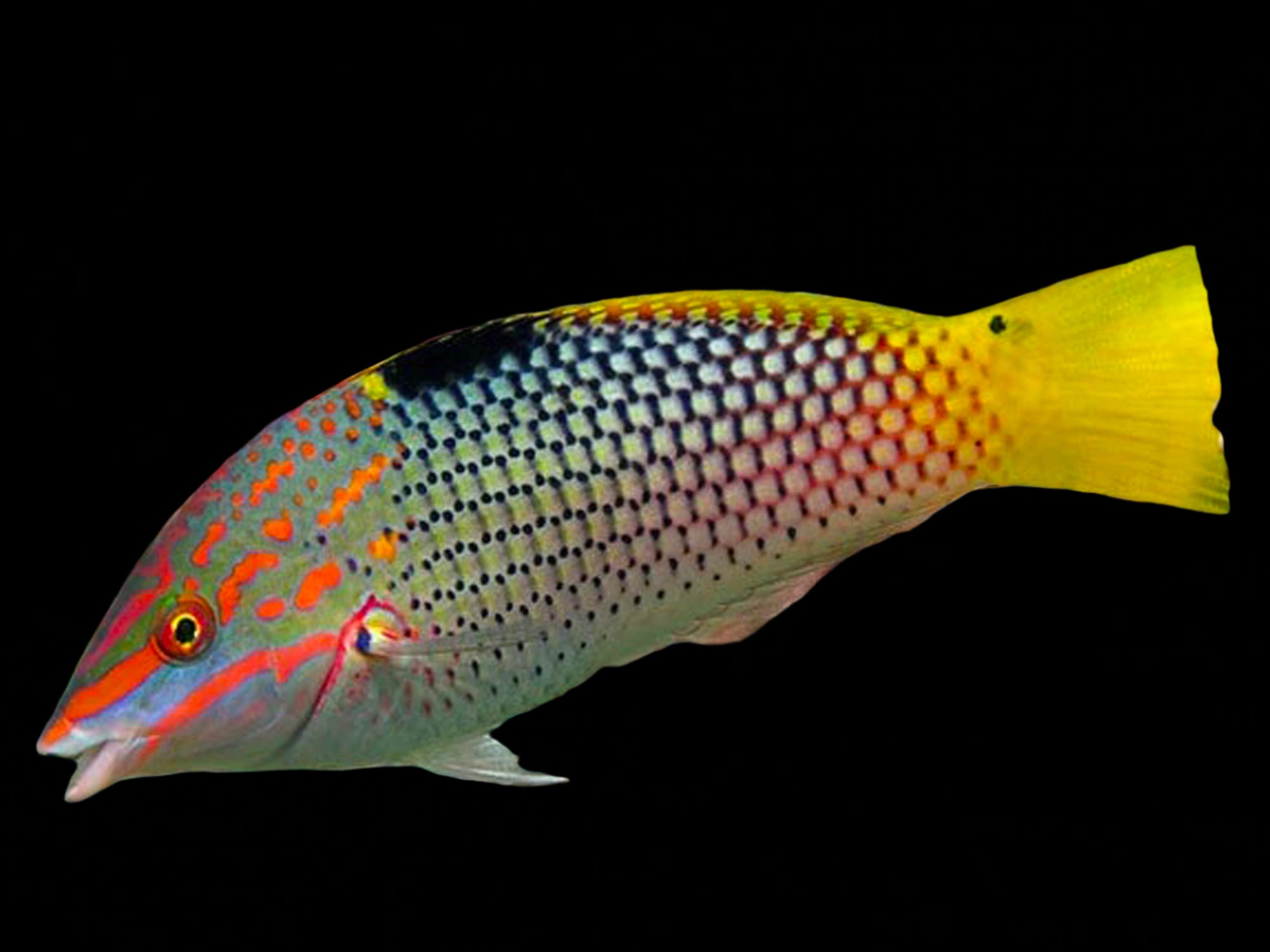 Checkerboard wrasse (halichoeres hortulanus ) Adult