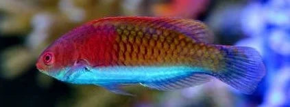Cirrhilabrus lyukyuensis (Purple Scale Fairy Wrasse) Male
