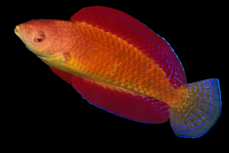 Cirrhilabrus rubripinnis (Ruby Finned Fairy Wrasse )