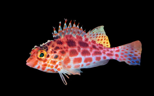 Coral Hawkfish Cirrhitichthys Oxycephalus