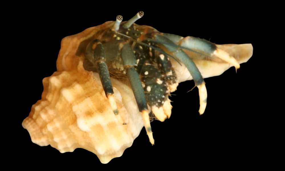Yellow-footed Hermit Crab ( Clibanarius virescens )