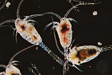 Copepods Starter kit