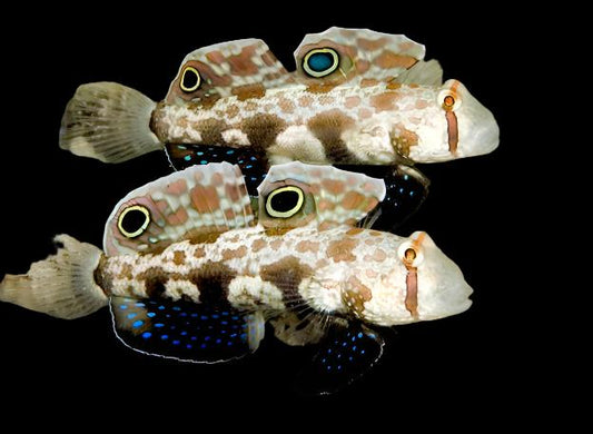 Signigobius biocellatus (Twin Spot Signal Goby)