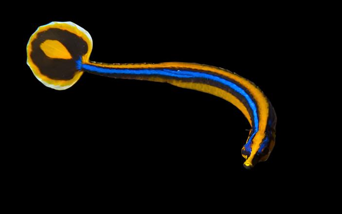 Bluestripe Pipefish