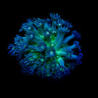 Gionopora Ultra frag