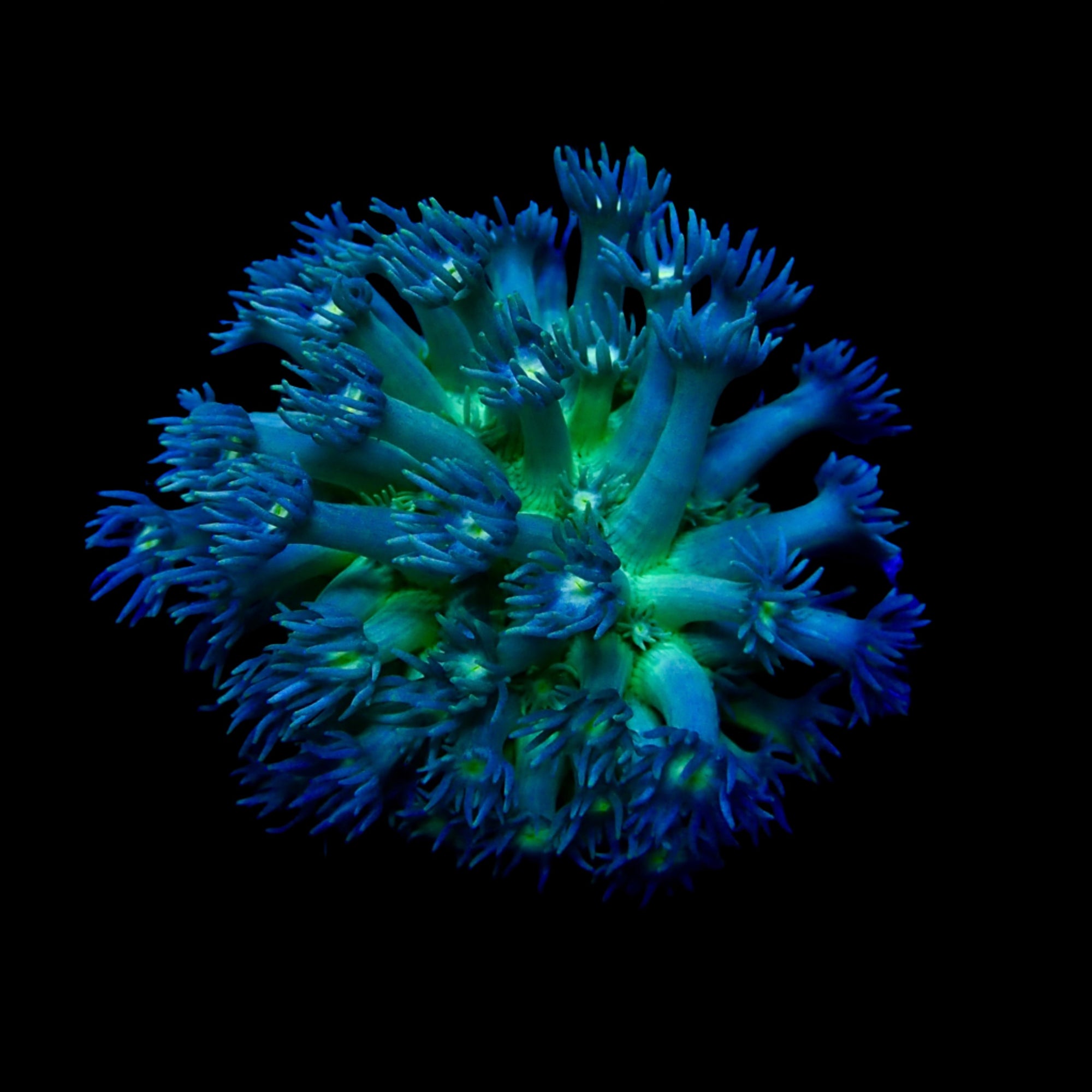 Gionopora Ultra frag