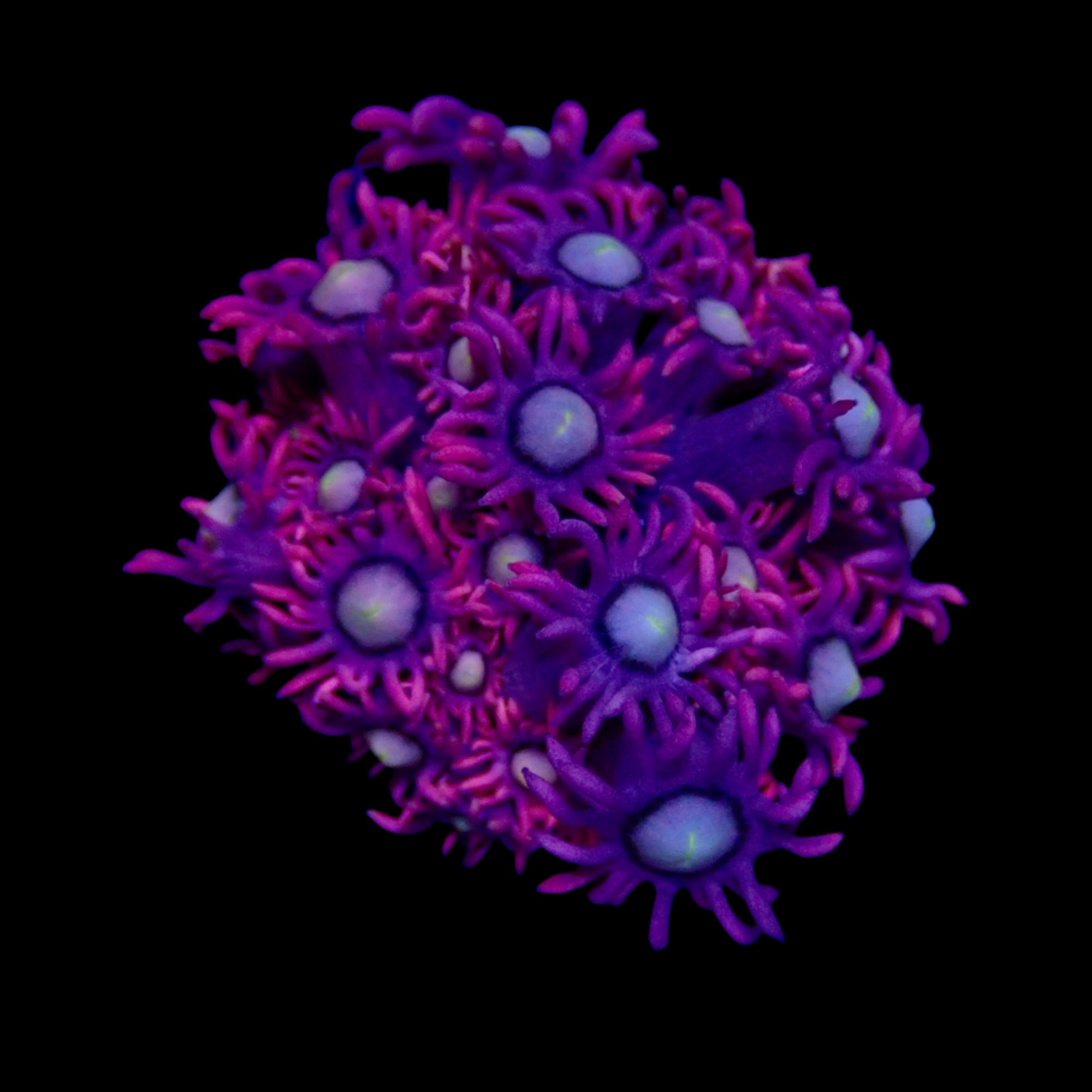 Gionopora Ultra frag