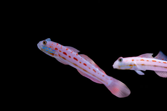 Valenciennea puellaris (Diamond Goby)