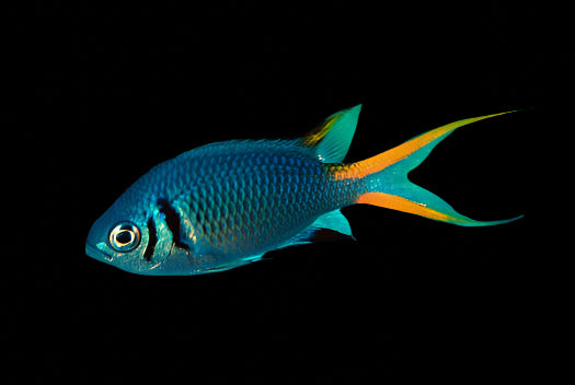 Double Bar Chromis ( chromis xanthura )