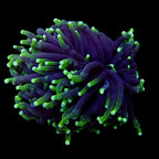 Australian Toxic Green Torch Colony