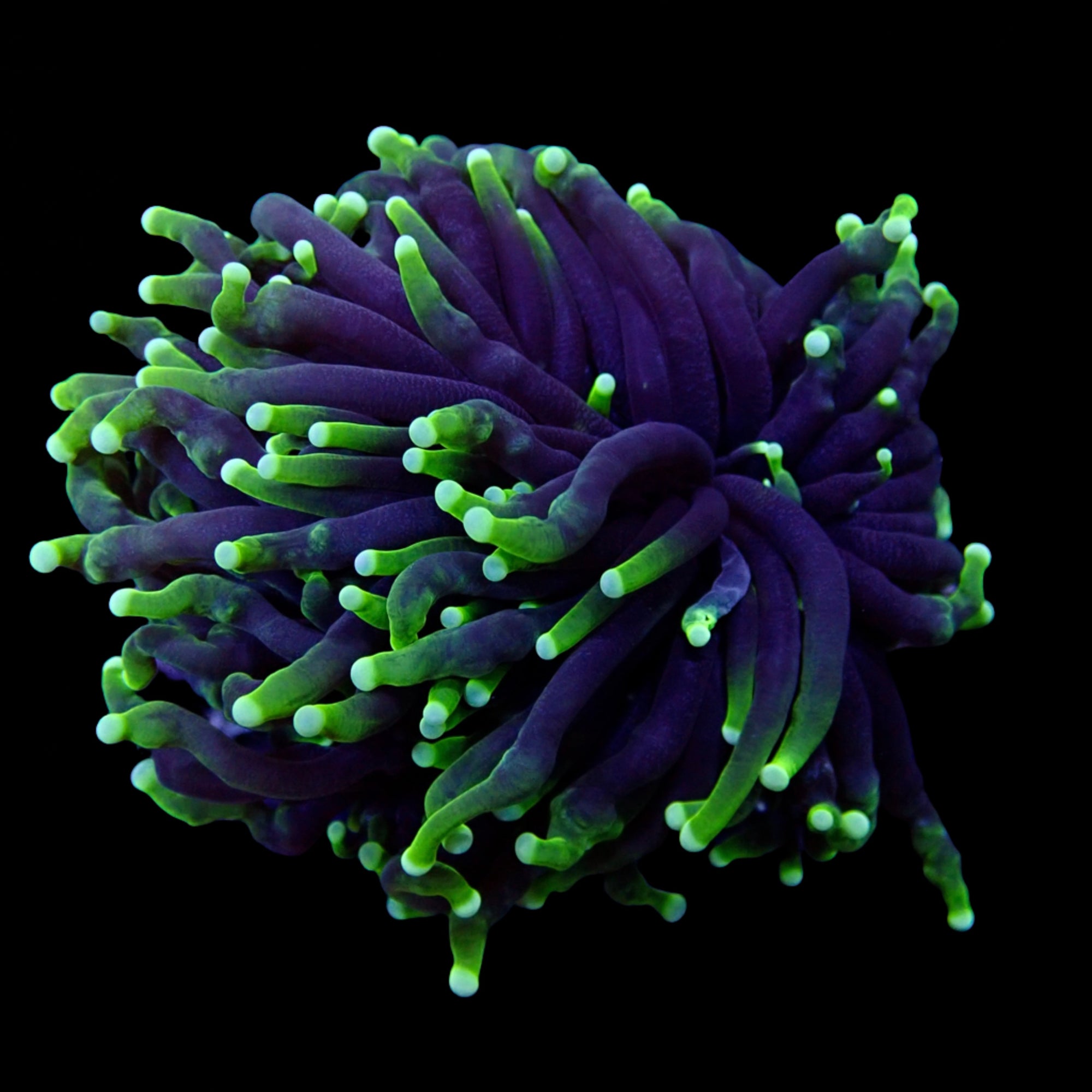 Australian Toxic Green Torch Colony