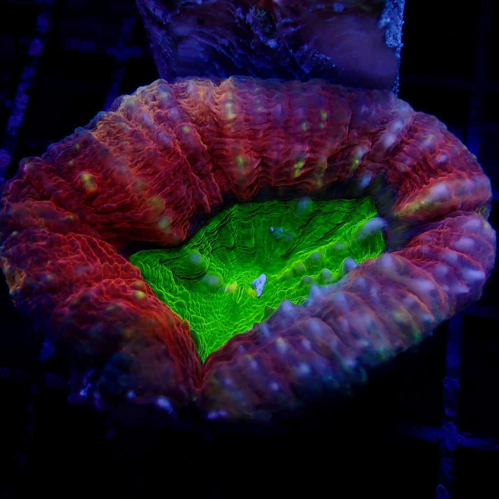 Ultra Rainbow Lobophyllia