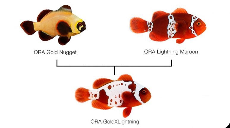 GoldXLightning Maroon (Amphiprion biaculeatus)