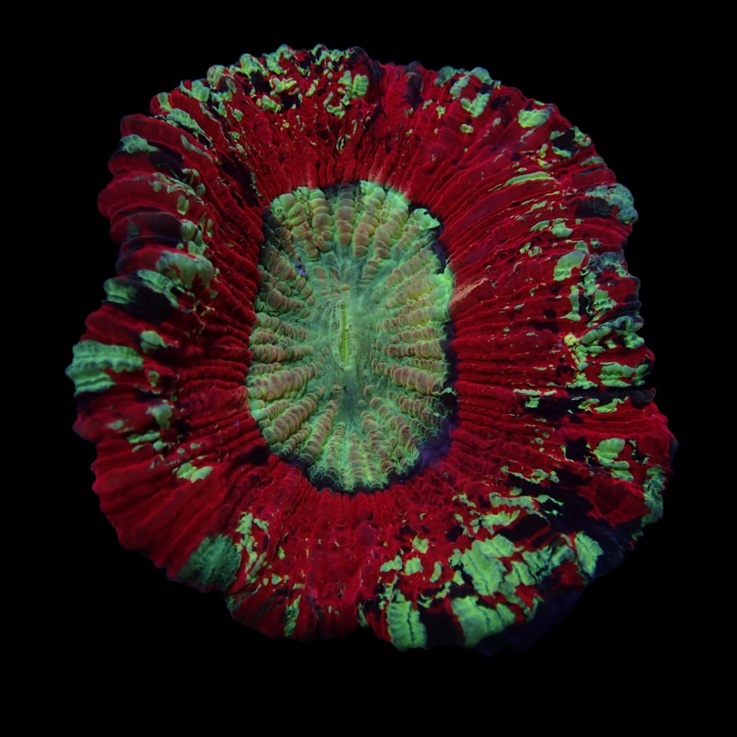 Multicolor Trachyphyllia