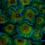 Captain Jerk Zoa frag