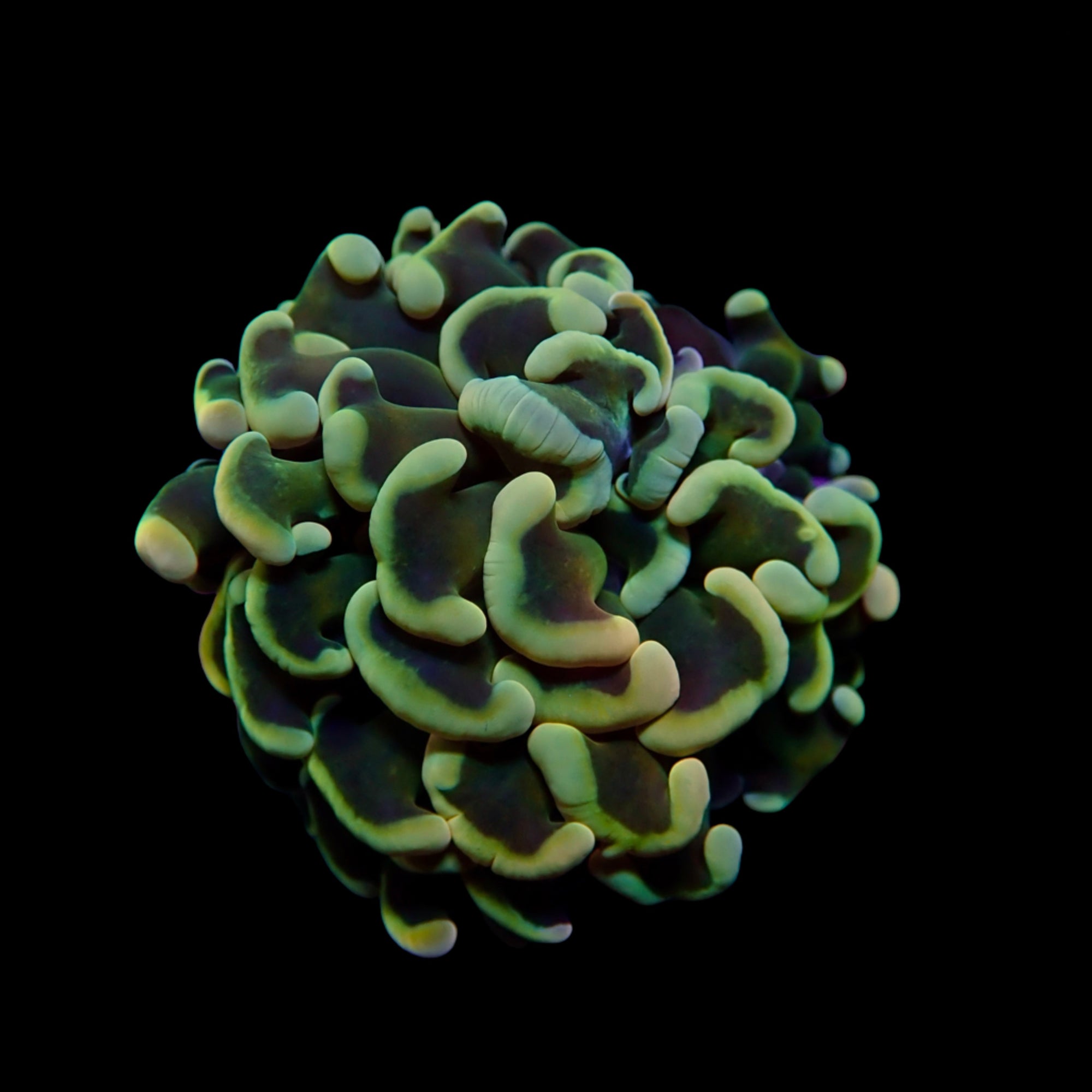 Branching Hammers Frag