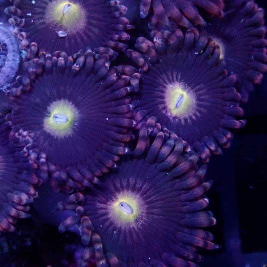 Shimmies Zoanthids frag