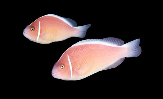 Pink Skunk Clownfish