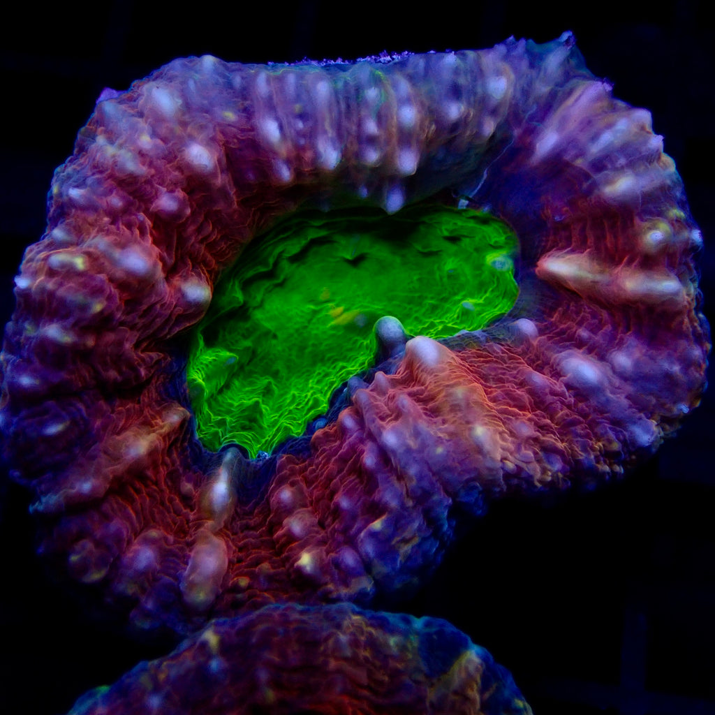 Ultra Rainbow Lobophyllia