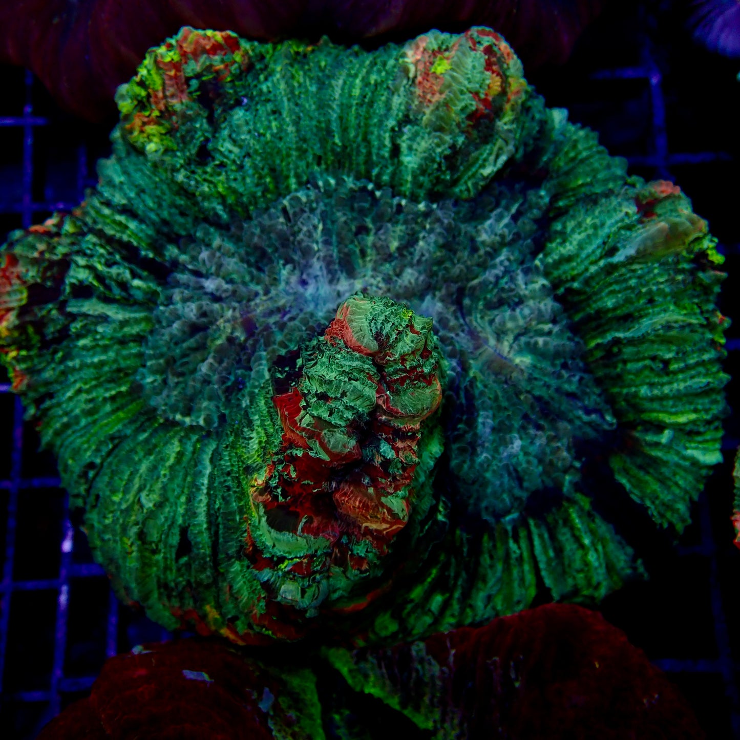 Multicolor Trachyphyllia