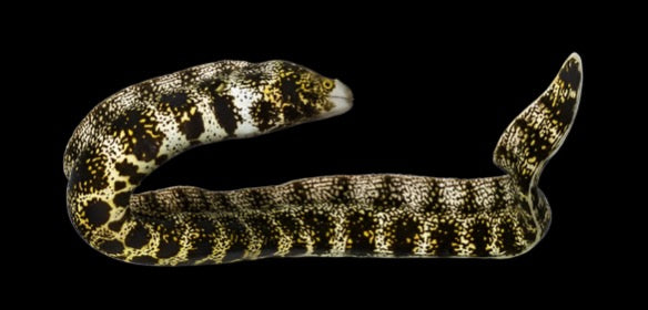 Snowflake Eel (Echidna nebulosa) Small