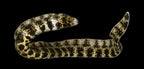 Snowflake Eel (Echidna nebulosa) Small
