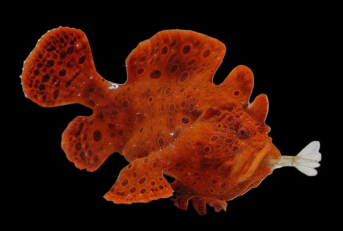 Antennarius Pictus - Orange Angler
