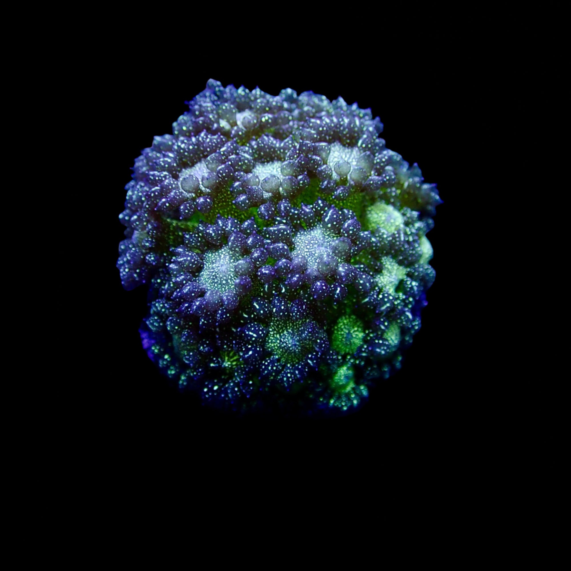 Gionopora Ultra