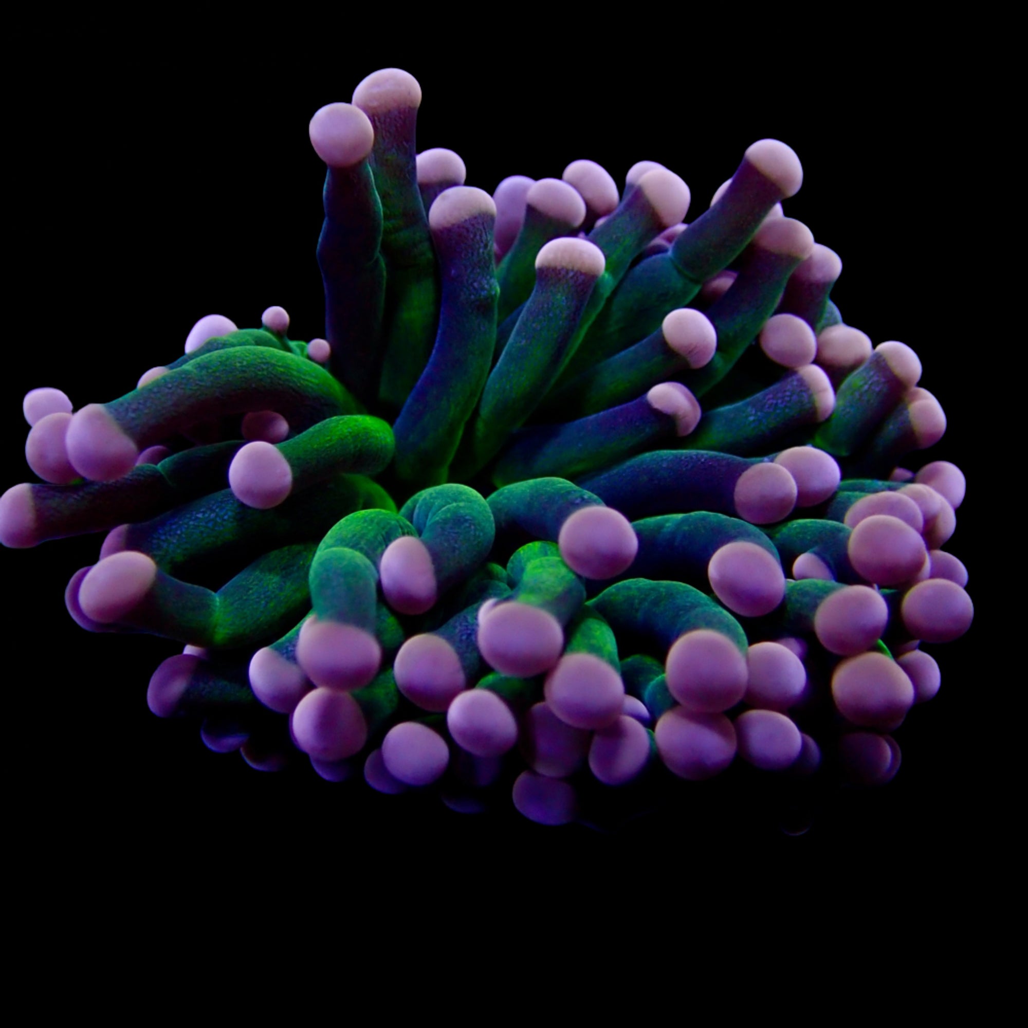 Australian Pink tip Joker Torch Euphyllia glabrescens 2 Head Splitting