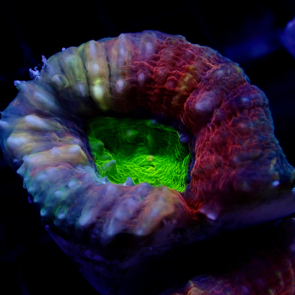 Ultra Rainbow Lobophyllia
