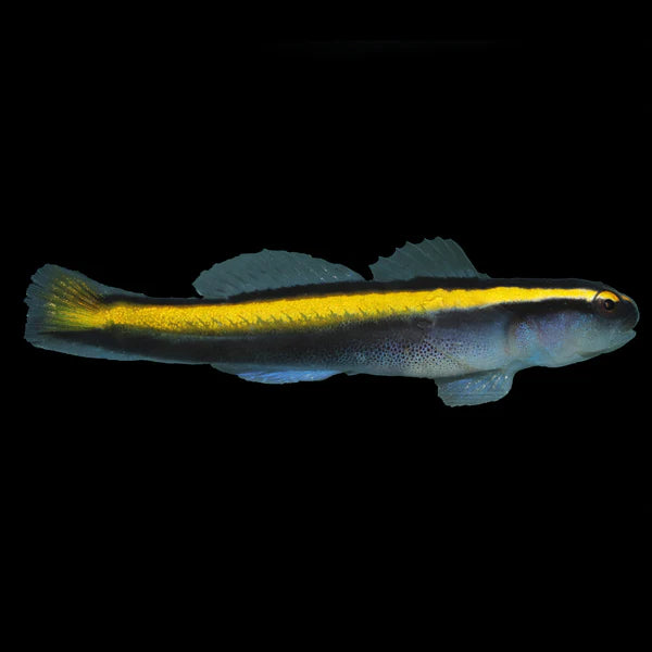 Yellow stripped neon goby (Elacatinus figaro)