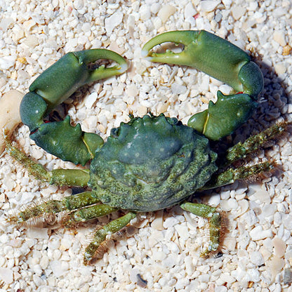 MITHRAX SCULPTUS (Crabe Emeraude)