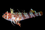 Triplefin Blenny ( enneanectes altivelis )