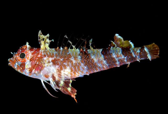 Triplefin Blenny ( enneanectes altivelis )