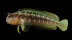 Eye Lash or Seaweed Blenny (parablennius marmoreus)
