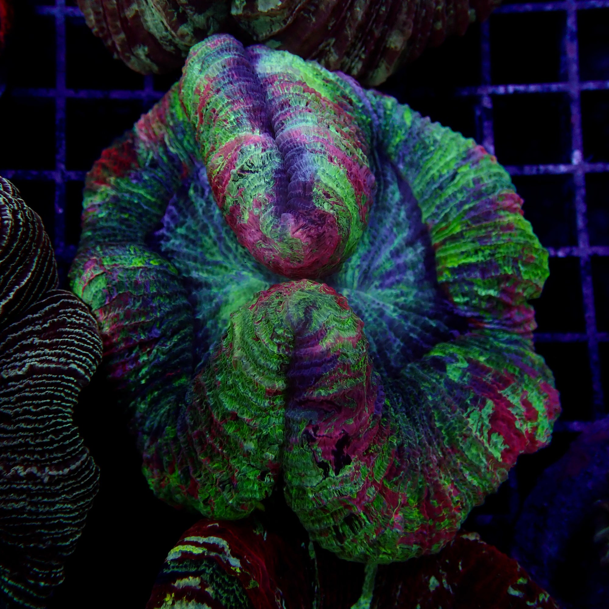 Multicolor Trachyphyllia