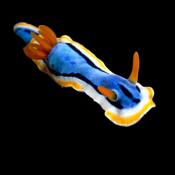 Chromodoris lubocki ( Colored Sea Slug )
