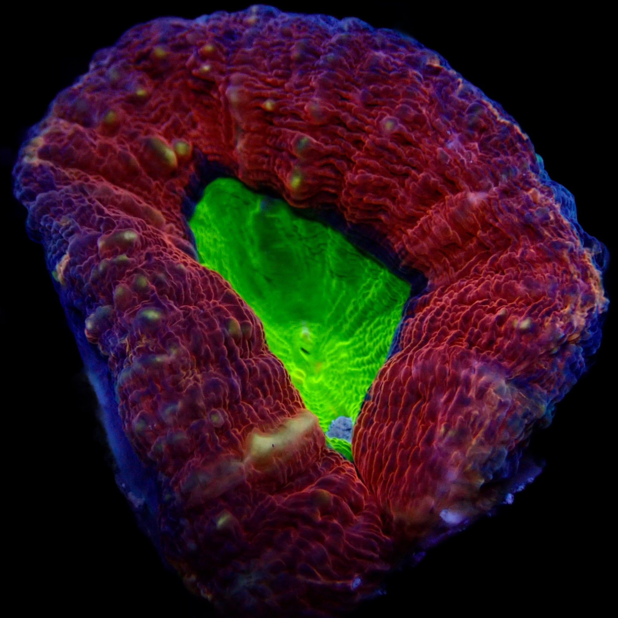 Ultra Rainbow Lobophyllia