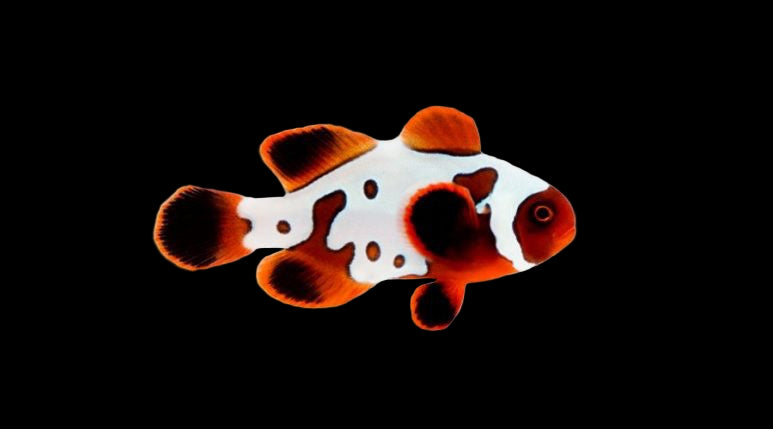 GoldXLightning Maroon (Amphiprion biaculeatus)