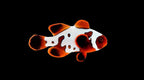 GoldXLightning Maroon (Amphiprion biaculeatus)