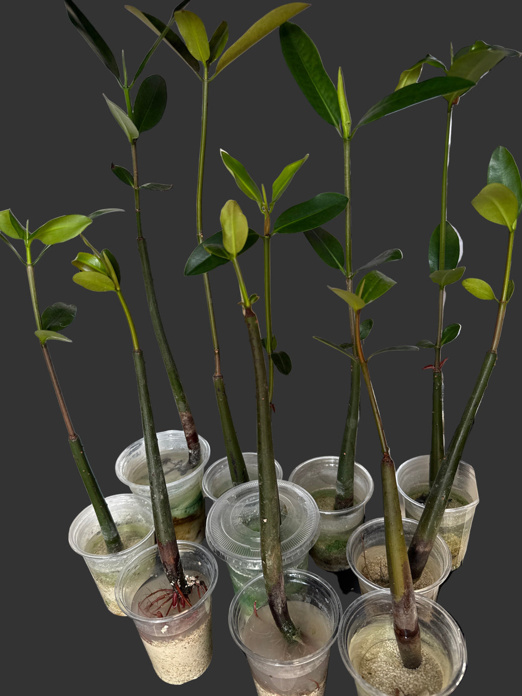 Mangrove Mangrove Rouges L