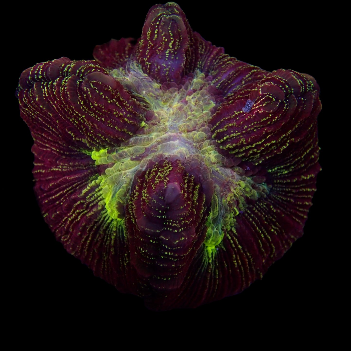 Multicolor Trachyphyllia