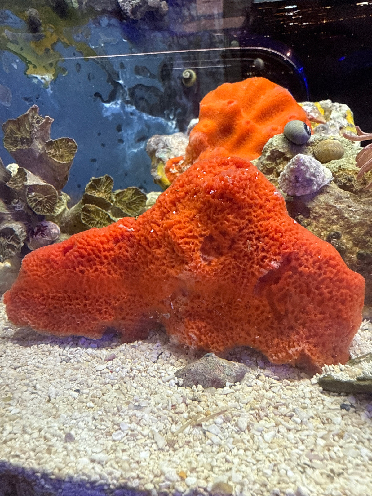 Cinachyra sp. - Ball Sponge