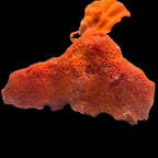 Cinachyra sp. - Ball Sponge