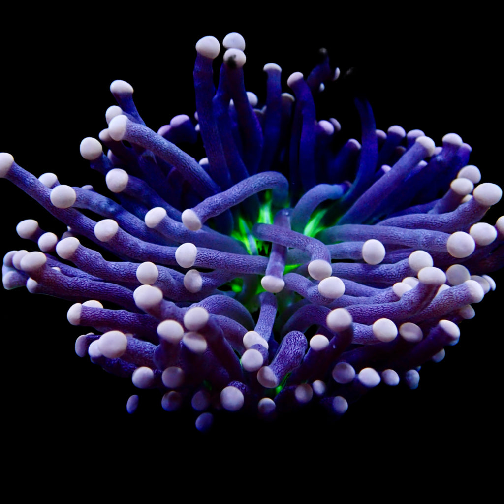 Australian Joker Torch Euphyllia glabrescens