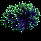 Australian Toxic Green Torch Colony