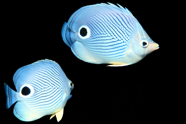 Foureye Butterflyfish ( chaetodon capistratus )
